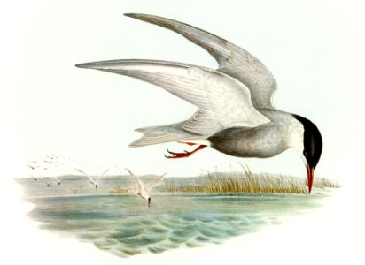 Marsh Tern (Hydrochelidon fluviatilis) illustrated by Elizabeth Gould (1804–1841) for John Gould’s (1804-1881) Birds of Australia (1972 Edition, 8 volumes). Digitally enhanced from our own facsimile book (1972 Edition, 8 volumes).