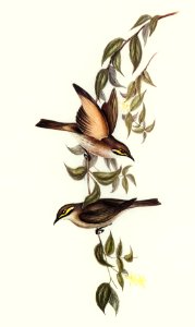 Yellow-faced Honey-eater (Ptilotis chrysops) illustrated by Elizabeth Gould (1804–1841) for John Gould’s (1804-1881) Birds of Australia (1972 Edition, 8 volumes). Digitally enhanced from our own facsimile book (1972 Edition, 8 volumes).