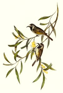 White-fronted Honey-eater (Glyciphila albifrons) illustrated by Elizabeth Gould (1804–1841) for John Gould’s (1804-1881) Birds of Australia (1972 Edition, 8 volumes). Digitally enhanced from our own facsimile book (1972 Edition, 8 volumes).