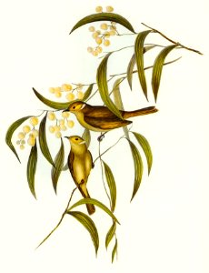White-plumed Honey-eater (Ptilotis penicillatus) illustrated by Elizabeth Gould (1804–1841) for John Gould’s (1804-1881) Birds of Australia (1972 Edition, 8 volumes). Digitally enhanced from our own facsimile book (1972 Edition, 8 volumes).