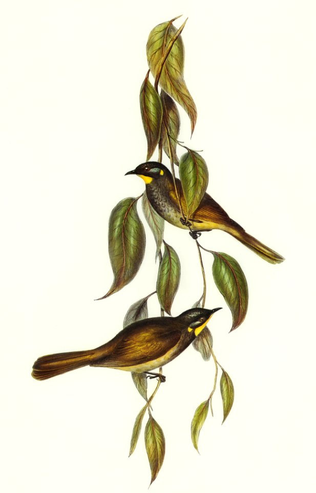 Yellow-throated Honey-eater (Ptilotis flavigula) illustrated by Elizabeth Gould (1804–1841) for John Gould’s (1804-1881) Birds of Australia (1972 Edition, 8 volumes). Digitally enhanced from our own facsimile book (1972 Edition, 8 volumes).