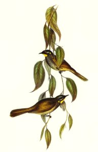 Yellow-throated Honey-eater (Ptilotis flavigula) illustrated by Elizabeth Gould (1804–1841) for John Gould’s (1804-1881) Birds of Australia (1972 Edition, 8 volumes). Digitally enhanced from our own facsimile book (1972 Edition, 8 volumes).