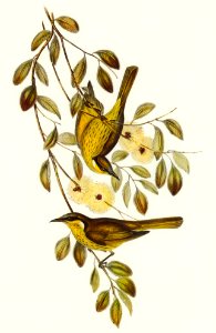Varied Honey-eater (Ptilotis versicolor) illustrated by Elizabeth Gould (1804–1841) for John Gould’s (1804-1881) Birds of Australia (1972 Edition, 8 volumes). Digitally enhanced from our own facsimile book (1972 Edition, 8 volumes).