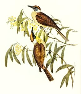 Yellow-throated Friar Bird (Tropidorhynchus citreogularis) illustrated by Elizabeth Gould (1804–1841) for John Gould’s (1804-1881) Birds of Australia (1972 Edition, 8 volumes). Digitally enhanced from our own facsimile book (1972 Edition, 8 volumes).