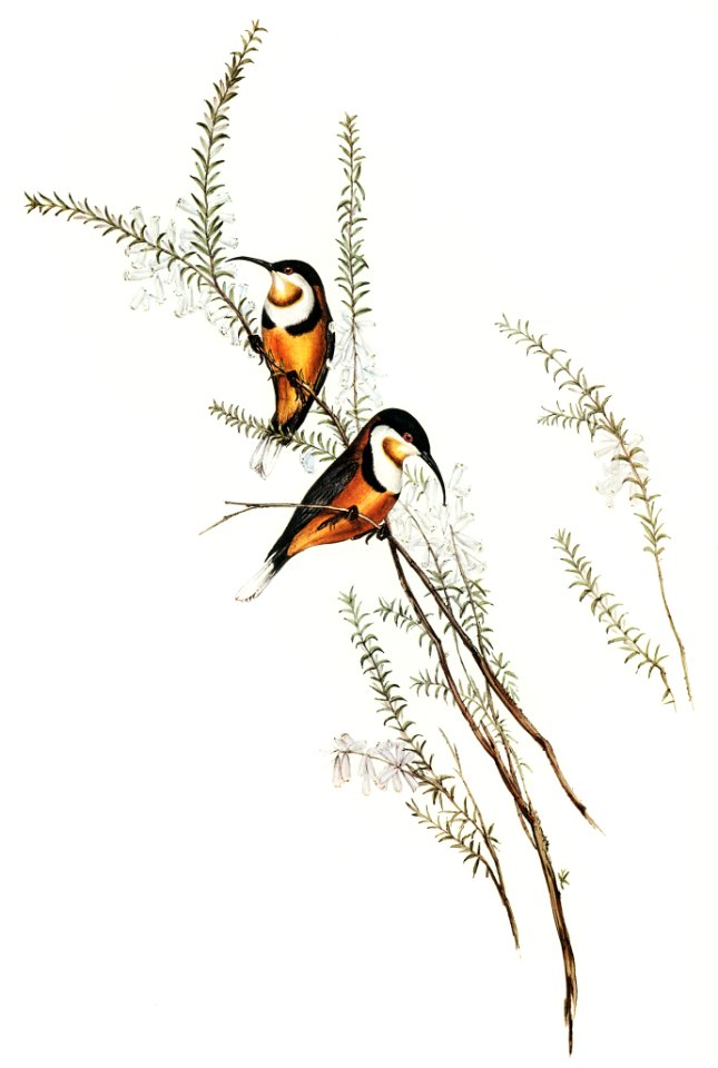 Slender-billed Spine-bill (Acanthorhynchus tenuirostris) illustrated by Elizabeth Gould (1804–1841) for John Gould’s (1804-1881) Birds of Australia (1972 Edition, 8 volumes). Digitally enhanced from our own facsimile book (1972 Edition, 8 volumes).