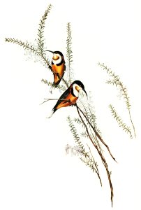Slender-billed Spine-bill (Acanthorhynchus tenuirostris) illustrated by Elizabeth Gould (1804–1841) for John Gould’s (1804-1881) Birds of Australia (1972 Edition, 8 volumes). Digitally enhanced from our own facsimile book (1972 Edition, 8 volumes).. Free illustration for personal and commercial use.