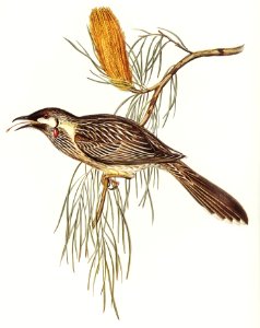 Wattled Honey-eater (Anthochaera carunculata) illustrated by Elizabeth Gould (1804–1841) for John Gould’s (1804-1881) Birds of Australia (1972 Edition, 8 volumes). Digitally enhanced from our own facsimile book (1972 Edition, 8 volumes).