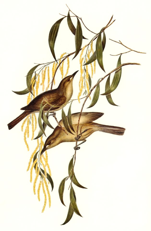 Uniform Honey-eater (Ptilotis unicolor) illustrated by Elizabeth Gould (1804–1841) for John Gould’s (1804-1881) Birds of Australia (1972 Edition, 8 volumes). Digitally enhanced from our own facsimile book (1972 Edition, 8 volumes).