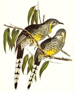 Graeat Wattled Honey-eater (Anthochaera inauris) illustrated by Elizabeth Gould (1804–1841) for John Gould’s (1804-1881) Birds of Australia (1972 Edition, 8 volumes). Digitally enhanced from our own facsimile book (1972 Edition, 8 volumes).