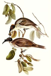 Friar Bird (Tropidorhynchus corniculatus) illustrated by Elizabeth Gould (1804–1841) for John Gould’s (1804-1881) Birds of Australia (1972 Edition, 8 volumes). Digitally enhanced from our own facsimile book (1972 Edition, 8 volumes).