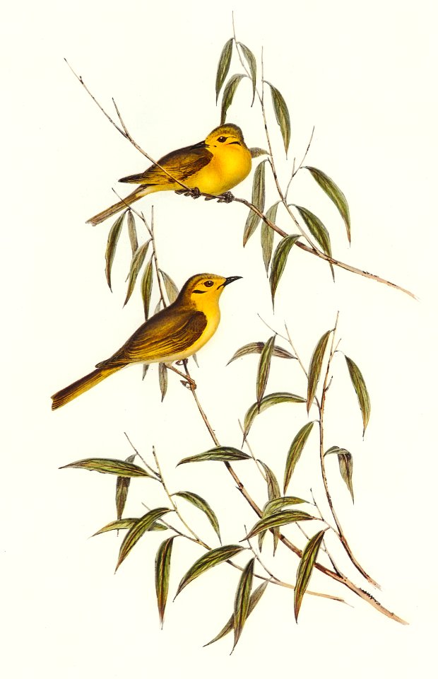 Yellow-tinted Honey-eater (Ptilotis flavescens) illustrated by Elizabeth Gould (1804–1841) for John Gould’s (1804-1881) Birds of Australia (1972 Edition, 8 volumes). Digitally enhanced from our own facsimile book (1972 Edition, 8 volumes).