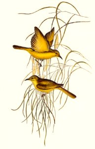 Yellow Honey-eater (Ptilotis flava) illustrated by Elizabeth Gould (1804–1841) for John Gould’s (1804-1881) Birds of Australia (1972 Edition, 8 volumes). Digitally enhanced from our own facsimile book (1972 Edition, 8 volumes).