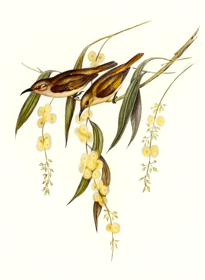 Brown Honey-eater (Glyciphila ocularis) illustrated by Elizabeth Gould (1804–1841) for John Gould’s (1804-1881) Birds of Australia (1972 Edition, 8 volumes). Digitally enhanced from our own facsimile book (1972 Edition, 8 volumes).