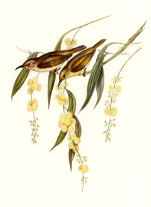 Brown Honey-eater (Glyciphila ocularis) illustrated by Elizabeth Gould (1804–1841) for John Gould’s (1804-1881) Birds of Australia (1972 Edition, 8 volumes). Digitally enhanced from our own facsimile book (1972 Edition, 8 volumes).