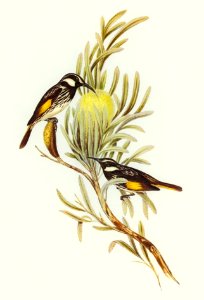 Moustached Honey-eater (Meliphaga mystacalis) illustrated by Elizabeth Gould (1804–1841) for John Gould’s (1804-1881) Birds of Australia (1972 Edition, 8 volumes). Digitally enhanced from our own facsimile book (1972 Edition, 8 volumes).