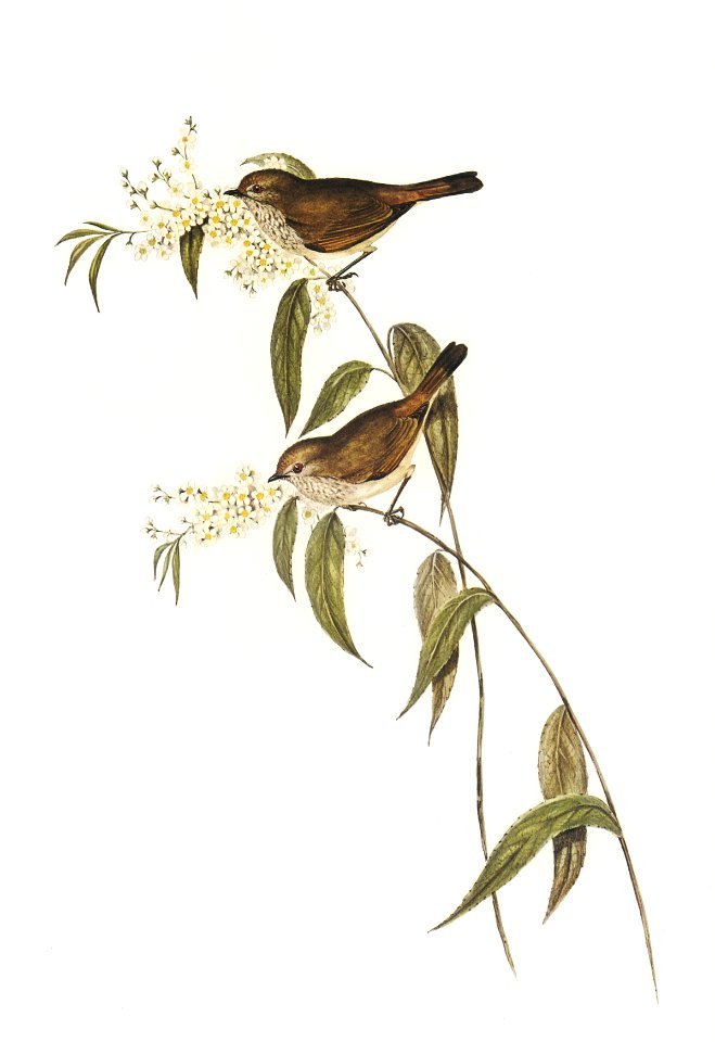 Ewing’s Acanthiza (Canthiza Ewingii) illustrated by Elizabeth Gould (1804–1841) for John Gould’s (1804-1881) Birds of Australia (1972 Edition, 8 volumes). Digitally enhanced from our own facsimile book (1972 Edition, 8 volumes).