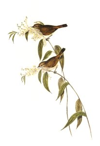 Ewing’s Acanthiza (Canthiza Ewingii) illustrated by Elizabeth Gould (1804–1841) for John Gould’s (1804-1881) Birds of Australia (1972 Edition, 8 volumes). Digitally enhanced from our own facsimile book (1972 Edition, 8 volumes).
