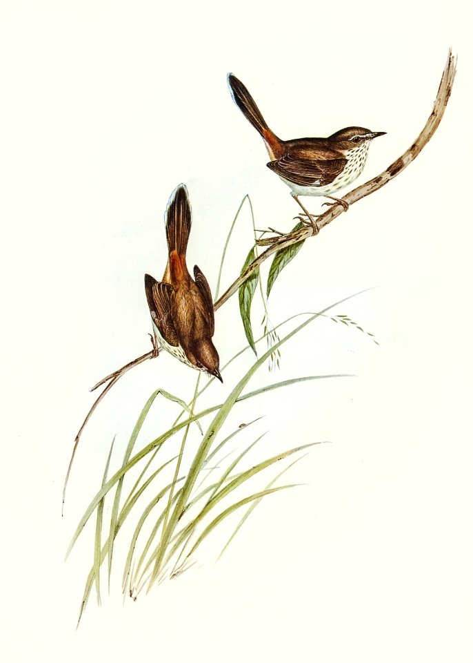 Red-rumped Wren (ylacola pyrrhopygia) illustrated by Elizabeth Gould (1804–1841) for John Gould’s (1804-1881) Birds of Australia (1972 Edition, 8 volumes). Digitally enhanced from our own facsimile book (1972 Edition, 8 volumes).