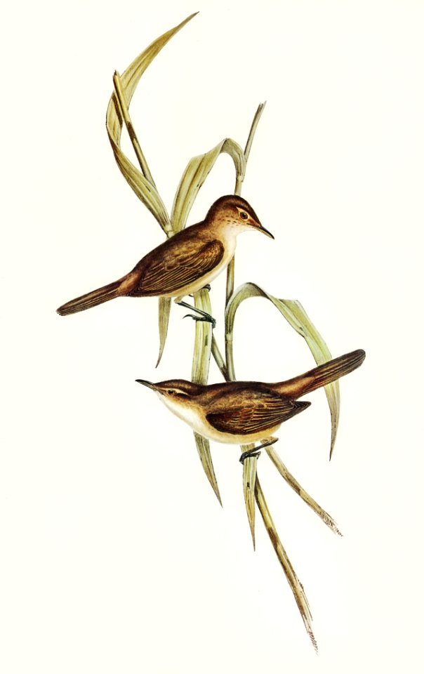 Long-billed Reed Warbler (Acrocephalus longirostris) illustrated by Elizabeth Gould (1804–1841) for John Gould’s (1804-1881) Birds of Australia (1972 Edition, 8 volumes). Digitally enhanced from our own facsimile book (1972 Edition, 8 volumes).