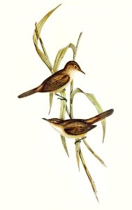 Long-billed Reed Warbler (Acrocephalus longirostris) illustrated by Elizabeth Gould (1804–1841) for John Gould’s (1804-1881) Birds of Australia (1972 Edition, 8 volumes). Digitally enhanced from our own facsimile book (1972 Edition, 8 volumes).. Free illustration for personal and commercial use.