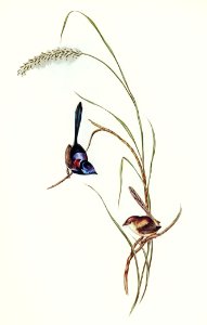 Lambert’s Wren (Malurus Lamberti and Vig&Horsf) illustrated by Elizabeth Gould (1804–1841) for John Gould’s (1804-1881) Birds of Australia (1972 Edition, 8 volumes). Digitally enhanced from our own facsimile book (1972 Edition, 8 volumes).