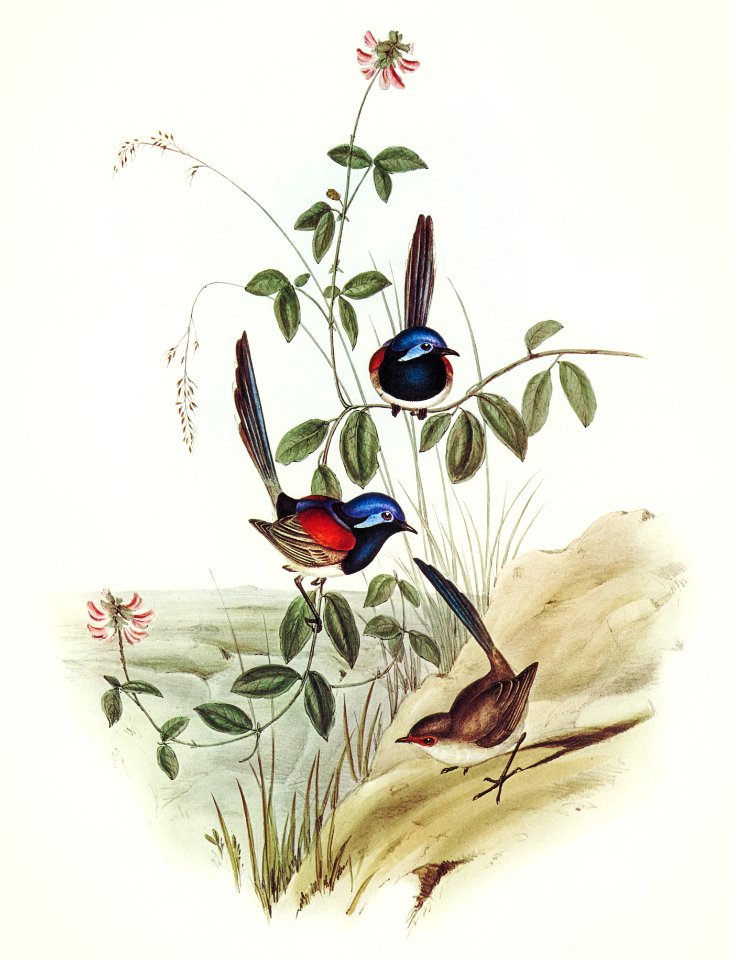 Beautiful Wren (Malurus pulcherrimus) illustrated by Elizabeth Gould (1804–1841) for John Gould’s (1804-1881) Birds of Australia (1972 Edition, 8 volumes). Digitally enhanced from our own facsimile book (1972 Edition, 8 volumes).