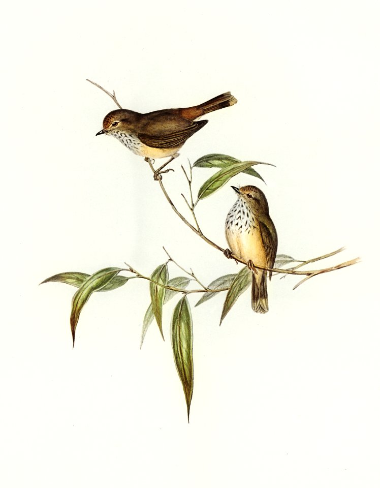 Little Brown Acanthiza (Acanthiza pusilla) illustrated by Elizabeth Gould (1804–1841) for John Gould’s (1804-1881) Birds of Australia (1972 Edition, 8 volumes). Digitally enhanced from our own facsimile book (1972 Edition, 8 volumes).