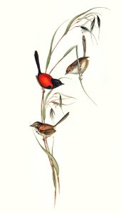 Black-headed Wren (Malurus melanocephalus) illustrated by Elizabeth Gould (1804–1841) for John Gould’s (1804-1881) Birds of Australia (1972 Edition, 8 volumes). Digitally enhanced from our own facsimile book (1972 Edition, 8 volumes).