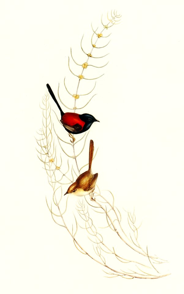 Brown’s Wren (alurus Brownii) illustrated by Elizabeth Gould (1804–1841) for John Gould’s (1804-1881) Birds of Australia (1972 Edition, 8 volumes). Digitally enhanced from our own facsimile book (1972 Edition, 8 volumes).
