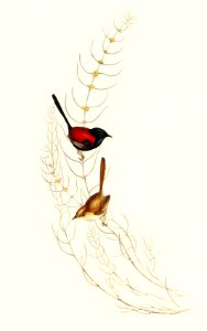 Brown’s Wren (alurus Brownii) illustrated by Elizabeth Gould (1804–1841) for John Gould’s (1804-1881) Birds of Australia (1972 Edition, 8 volumes). Digitally enhanced from our own facsimile book (1972 Edition, 8 volumes).