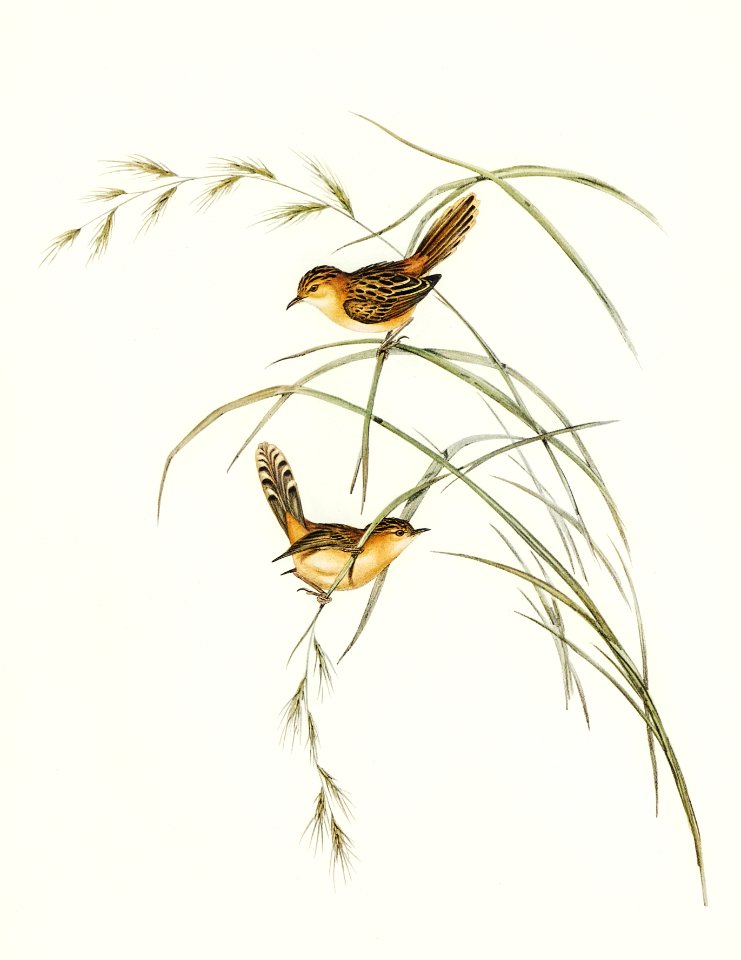 Exile Warbler (Cysticola exilis) illustrated by Elizabeth Gould (1804–1841) for John Gould’s (1804-1881) Birds of Australia (1972 Edition, 8 volumes). Digitally enhanced from our own facsimile book (1972 Edition, 8 volumes).