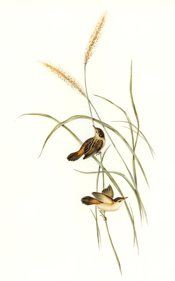 Square-tailed Warbler (Cysticola isura) illustrated by Elizabeth Gould (1804–1841) for John Gould’s (1804-1881) Birds of Australia (1972 Edition, 8 volumes). Digitally enhanced from our own facsimile book (1972 Edition, 8 volumes).
