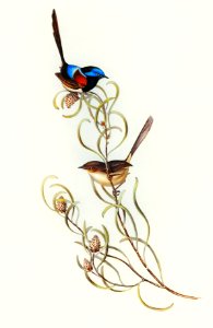 Graceful Wren (Malurus elegans) illustrated by Elizabeth Gould (1804–1841) for John Gould’s (1804-1881) Birds of Australia (1972 Edition, 8 volumes). Digitally enhanced from our own facsimile book (1972 Edition, 8 volumes).