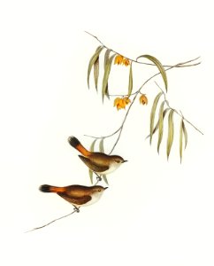 Chestnut-rumped Acanthiza (Acanthiza uropygialis) illustrated by Elizabeth Gould (1804–1841) for John Gould’s (1804-1881) Birds of Australia (1972 Edition, 8 volumes). Digitally enhanced from our own facsimile book (1972 Edition, 8 volumes).