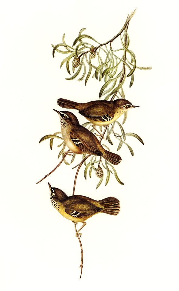 Allied Sericornis (Ericornis osculans) illustrated by Elizabeth Gould (1804–1841) for John Gould’s (1804-1881) Birds of Australia (1972 Edition, 8 volumes). Digitally enhanced from our own facsimile book (1972 Edition, 8 volumes).