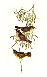 Allied Sericornis (Ericornis osculans) illustrated by Elizabeth Gould (1804–1841) for John Gould’s (1804-1881) Birds of Australia (1972 Edition, 8 volumes). Digitally enhanced from our own facsimile book (1972 Edition, 8 volumes).