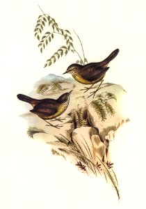 Sombre-coloured Sericornis (Sericornis humilis) illustrated by Elizabeth Gould (1804–1841) for John Gould’s (1804-1881) Birds of Australia (1972 Edition, 8 volumes). Digitally enhanced from our own facsimile book (1972 Edition, 8 volumes).