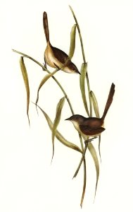 Long-billed Bristle Bird (Dasyornis longirostris) illustrated by Elizabeth Gould (1804–1841) for John Gould’s (1804-1881) Birds of Australia (1972 Edition, 8 volumes). Digitally enhanced from our own facsimile book (1972 Edition, 8 volumes).