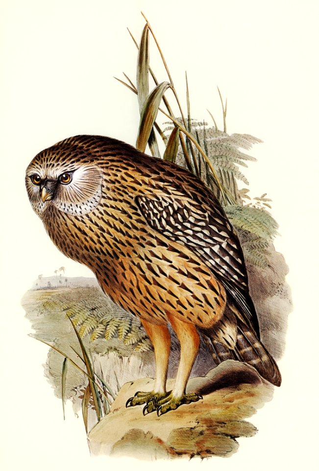 Wekau (Sceloglaux albifacies) illustrated by Elizabeth Gould (1804–1841) for John Gould’s (1804-1881) Birds of Australia (1972 Edition, 8 volumes). Digitally enhanced from our own facsimile book (1972 Edition, 8 volumes).