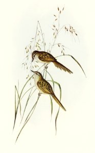 Grass-loving Sphenoeacus (Sphenoeacus gramineus) illustrated by Elizabeth Gould (1804–1841) for John Gould’s (1804-1881) Birds of Australia (1972 Edition, 8 volumes). Digitally enhanced from our own facsimile book (1972 Edition, 8 volumes).. Free illustration for personal and commercial use.