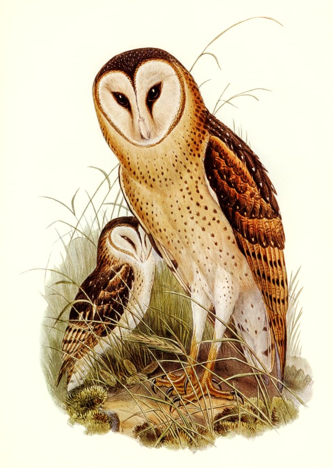 Grass-Owl (Strix candida) illustrated by Elizabeth Gould (1804–1841) for John Gould’s (1804-1881) Birds of Australia (1972 Edition, 8 volumes). Digitally enhanced from our own facsimile book (1972 Edition, 8 volumes).