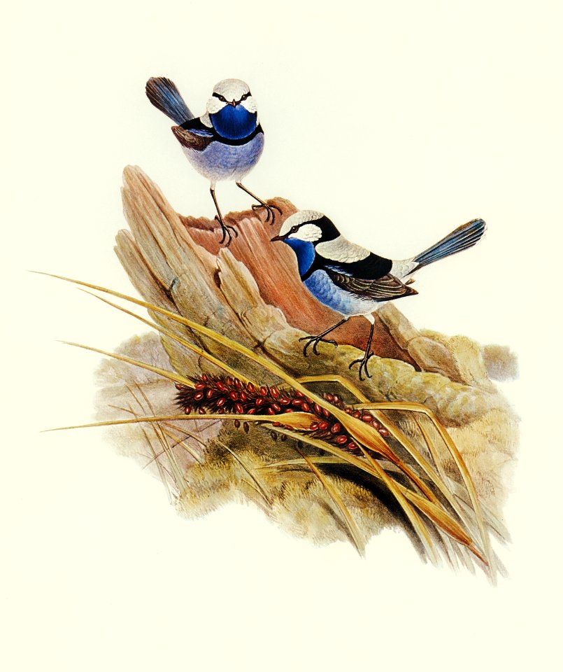 Turquoisine Superb Warbler (Malurus callainus) illustrated by Elizabeth Gould (1804–1841) for John Gould’s (1804-1881) Birds of Australia (1972 Edition, 8 volumes). Digitally enhanced from our own facsimile book (1972 Edition, 8 volumes).