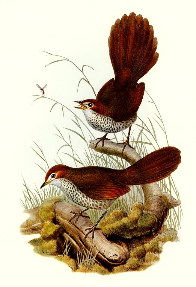 Rufous-headed Bristle-Bird (Sphenura Broadbenti) illustrated by Elizabeth Gould (1804–1841) for John Gould’s (1804-1881) Birds of Australia (1972 Edition, 8 volumes). Digitally enhanced from our own facsimile book (1972 Edition, 8 volumes).