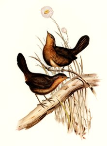 Downy Pycnoptilus (Pycnoptilus floccosus) illustrated by Elizabeth Gould (1804–1841) for John Gould’s (1804-1881) Birds of Australia (1972 Edition, 8 volumes). Digitally enhanced from our own facsimile book (1972 Edition, 8 volumes).