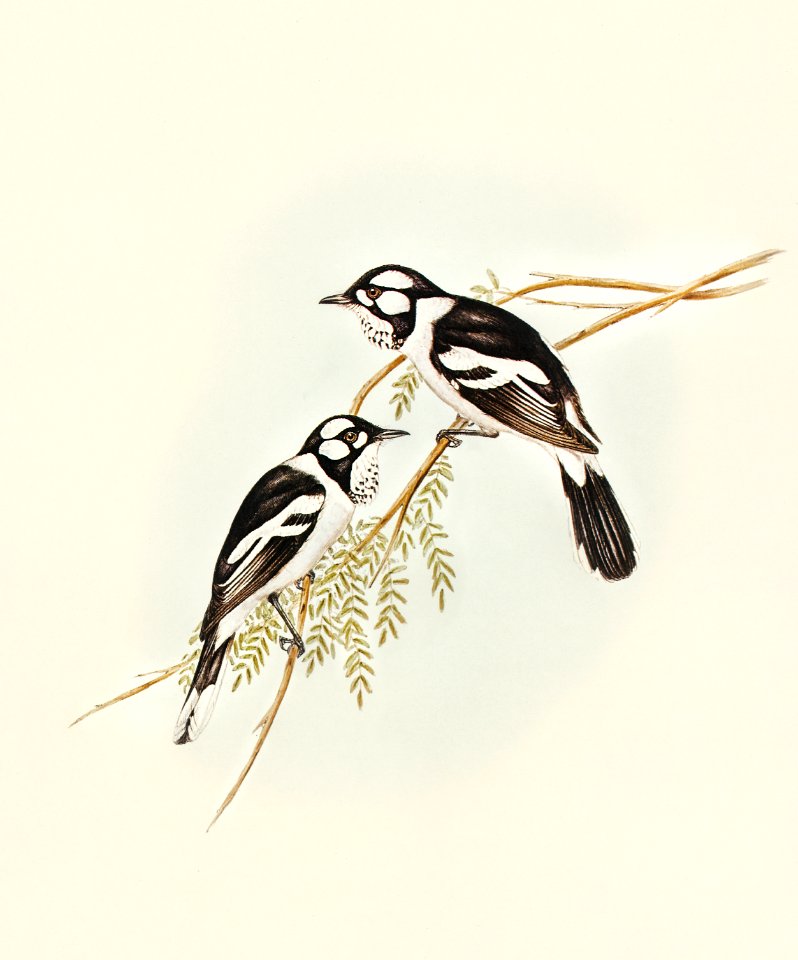 White-eared Flycatcher (Monarcha leucotis) illustrated by Elizabeth Gould (1804–1841) for John Gould’s (1804-1881) Birds of Australia (1972 Edition, 8 volumes). Digitally enhanced from our own facsimile book (1972 Edition, 8 volumes).