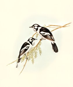 White-eared Flycatcher (Monarcha leucotis) illustrated by Elizabeth Gould (1804–1841) for John Gould’s (1804-1881) Birds of Australia (1972 Edition, 8 volumes). Digitally enhanced from our own facsimile book (1972 Edition, 8 volumes).