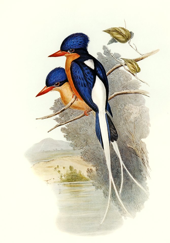 White-tailed Tanysiptera (Tanysiptera Sylvia) illustrated by Elizabeth Gould (1804–1841) for John Gould’s (1804-1881) Birds of Australia (1972 Edition, 8 volumes). Digitally enhanced from our own facsimile book (1972 Edition, 8 volumes).