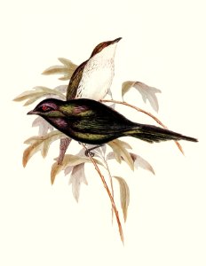 Shining starling (Aplonis metallica) illustrated by Elizabeth Gould (1804–1841) for John Gould’s (1804-1881) Birds of Australia (1972 Edition, 8 volumes). Digitally enhanced from our own facsimile book (1972 Edition, 8 volumes).