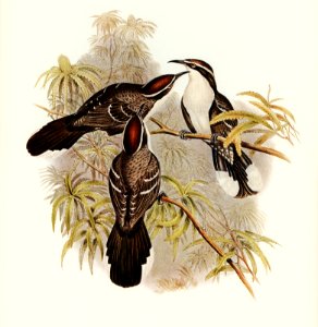 Chestnut-crowned Pomatorhinus (Pomatorhinus ruficeps) illustrated by Elizabeth Gould (1804–1841) for John Gould’s (1804-1881) Birds of Australia (1972 Edition, 8 volumes). Digitally enhanced from our own facsimile book (1972 Edition, 8 volumes).
