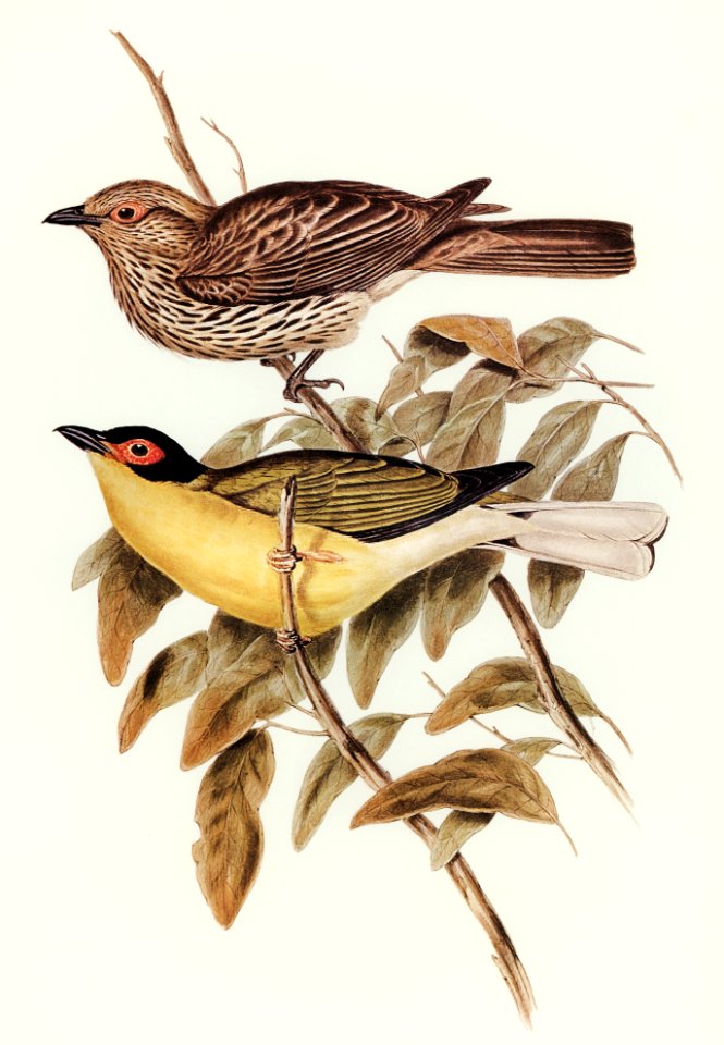 Yellow-bellied Sphecotheres (Sphecotheres flaviventris) illustrated by Elizabeth Gould (1804–1841) for John Gould’s (1804-1881) Birds of Australia (1972 Edition, 8 volumes). Digitally enhanced from our own facsimile book (1972 Edition, 8 volumes).